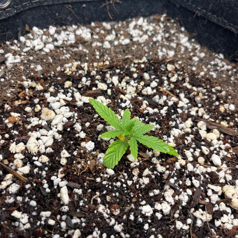 Double Grape #1 growlog timeline photo