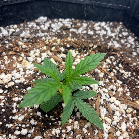 Double Grape #1 growlog timeline photo