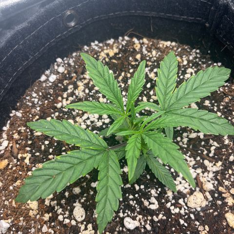 Double Grape #1 growlog timeline photo