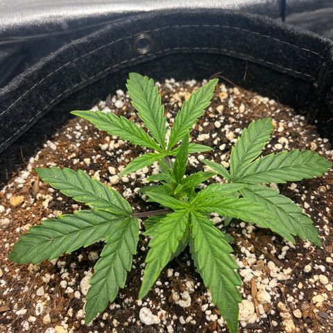 Double Grape #1 growlog timeline photo