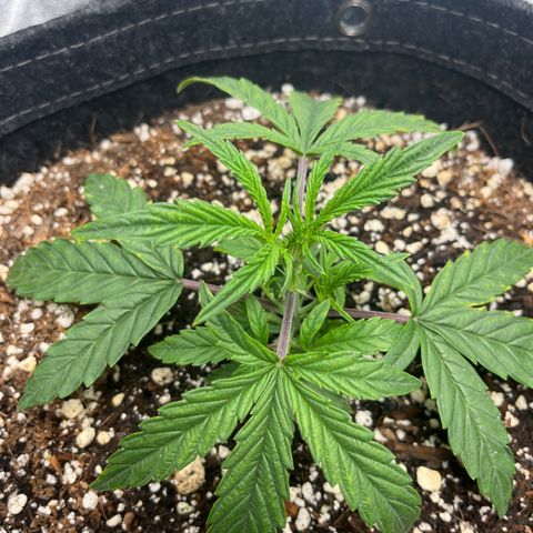 Double Grape #1 growlog timeline photo