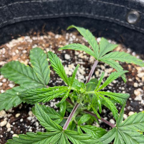 Double Grape #1 growlog timeline photo