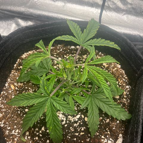 Double Grape #1 growlog timeline photo