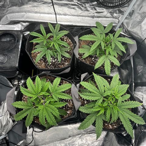 Double Grape #1 growlog timeline photo