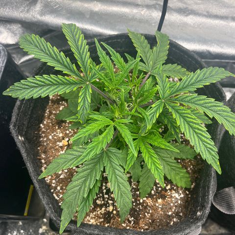 Double Grape #1 growlog timeline photo