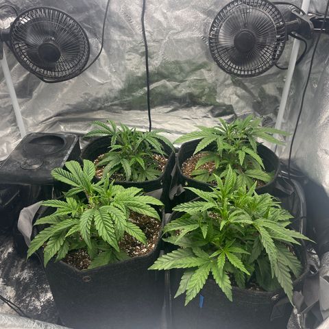 Double Grape #1 growlog timeline photo