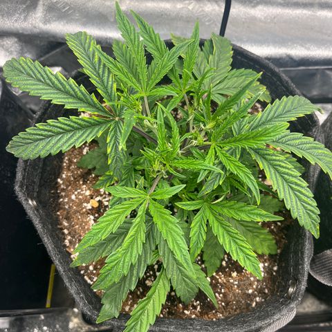Double Grape #1 growlog timeline photo