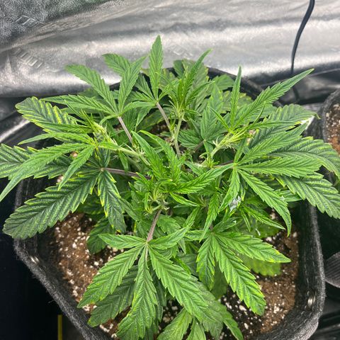 Double Grape #1 growlog timeline photo