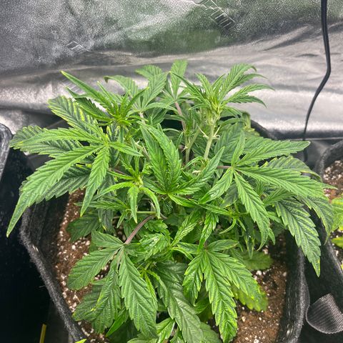 Double Grape #1 growlog timeline photo