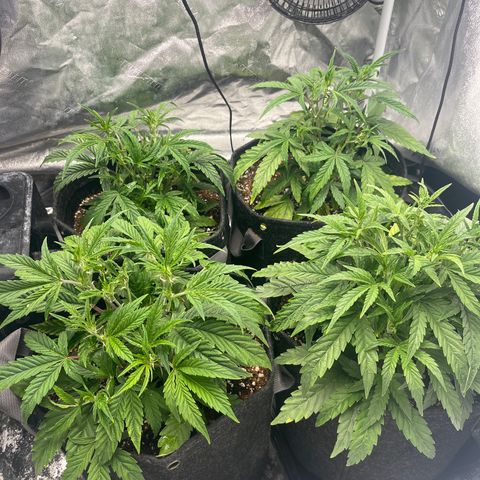 Double Grape #1 growlog timeline photo