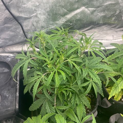 Double Grape #1 growlog timeline photo