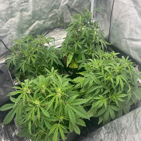 Double Grape #1 growlog timeline photo