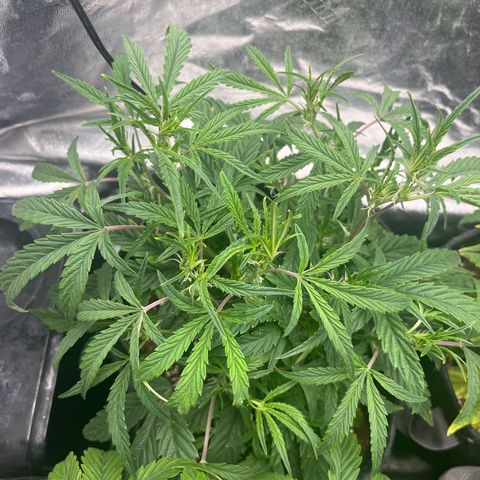 Double Grape #1 growlog timeline photo