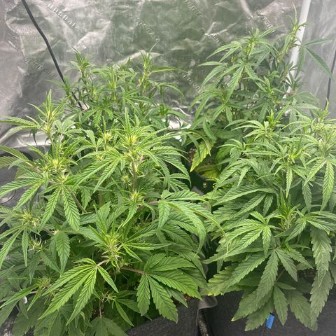 Double Grape #1 growlog timeline photo