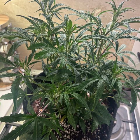 Double Grape #1 growlog timeline photo