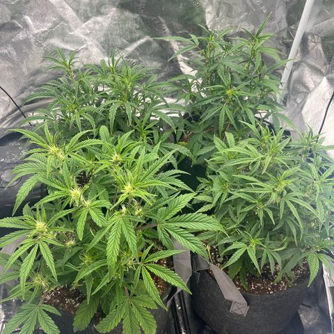 Double Grape #1 growlog timeline photo