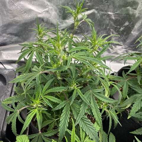 Double Grape #1 growlog timeline photo