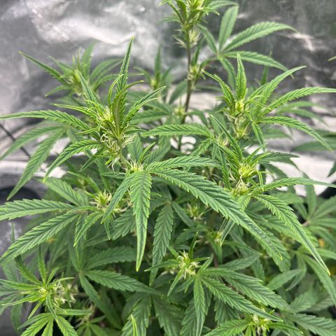 Double Grape #1 growlog timeline photo