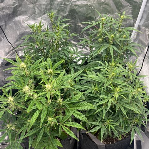 Double Grape #1 growlog timeline photo