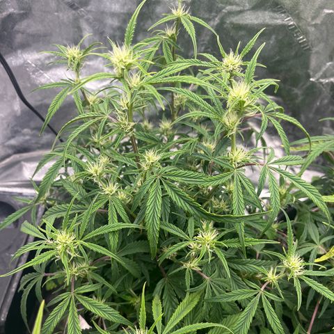 Double Grape #1 growlog timeline photo