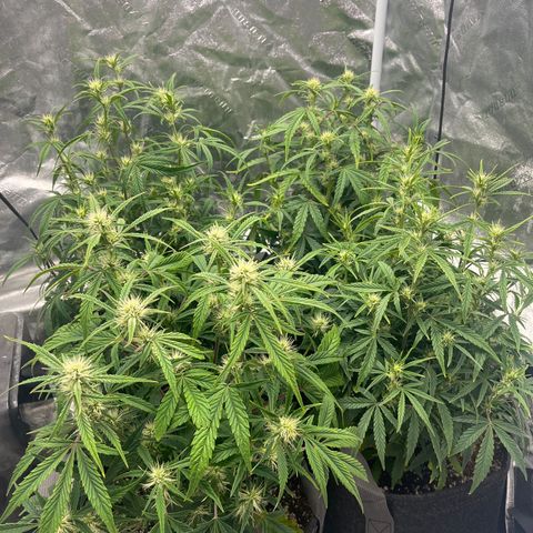 Double Grape #1 growlog timeline photo