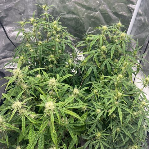 Double Grape #1 growlog timeline photo