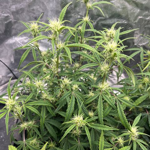 Double Grape #1 growlog timeline photo