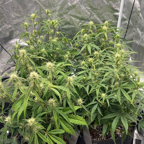 Double Grape #1 growlog timeline photo