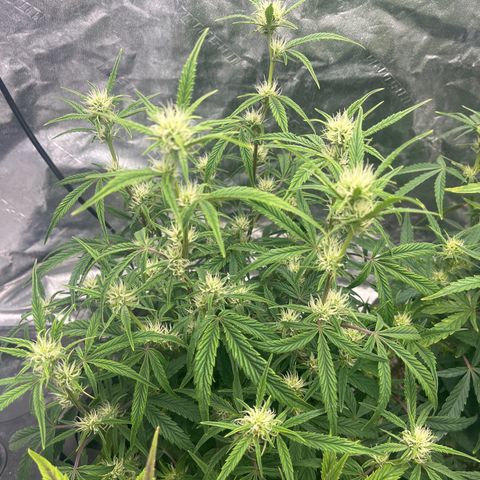 Double Grape #1 growlog timeline photo