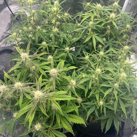 Double Grape #1 growlog timeline photo