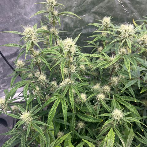 Double Grape #1 growlog timeline photo