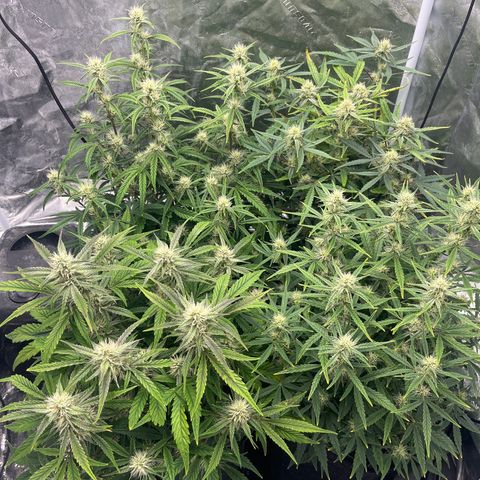Double Grape #1 growlog timeline photo