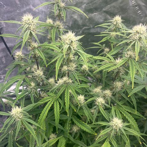 Double Grape #1 growlog timeline photo