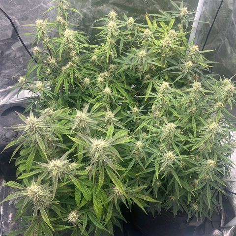 Double Grape #1 growlog timeline photo