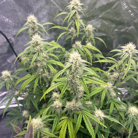 Double Grape #1 growlog timeline photo