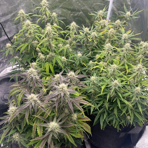 Double Grape #1 growlog timeline photo