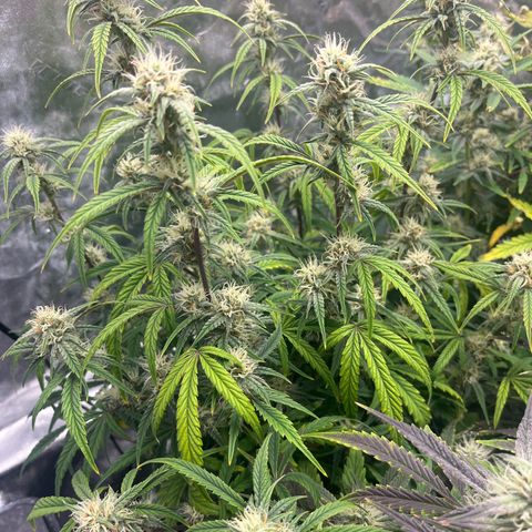 Double Grape #1 growlog timeline photo