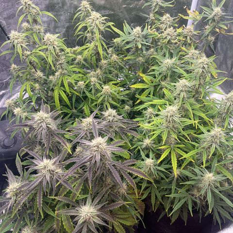 Double Grape #1 growlog timeline photo