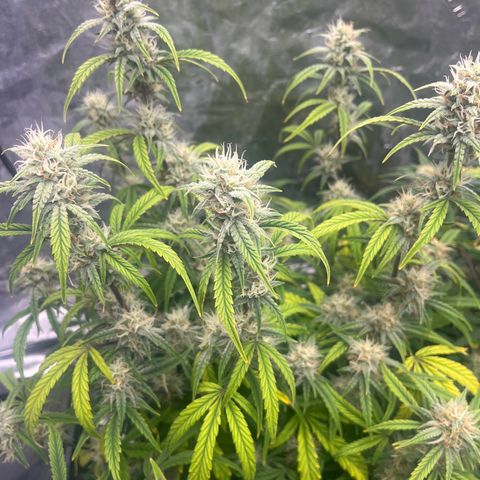 Double Grape #1 growlog timeline photo