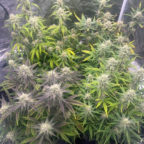 Double Grape #1 growlog timeline photo
