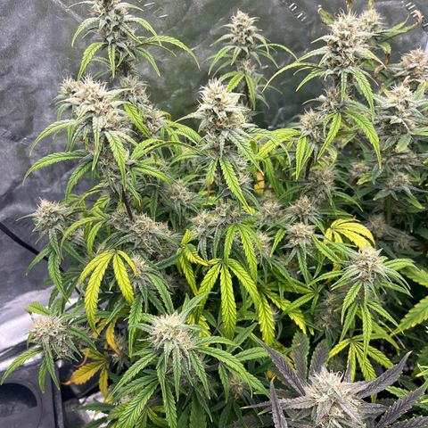 Double Grape #1 growlog timeline photo