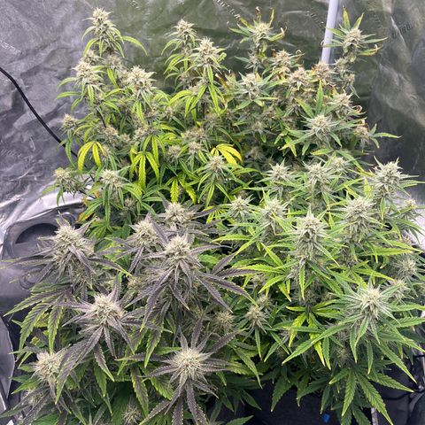 Double Grape #1 growlog timeline photo