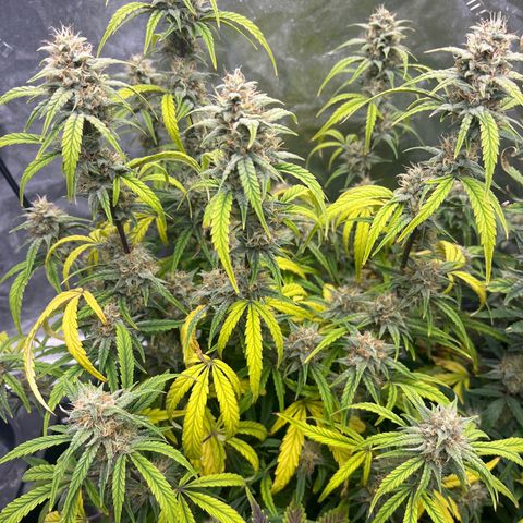 Double Grape #1 growlog timeline photo