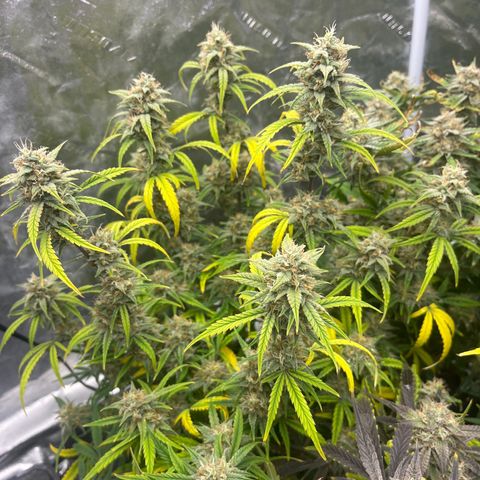 Double Grape #1 growlog timeline photo