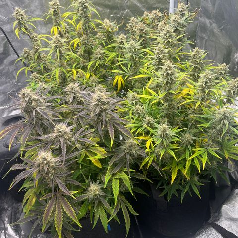 Double Grape #1 growlog timeline photo