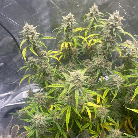 Double Grape #1 growlog timeline photo