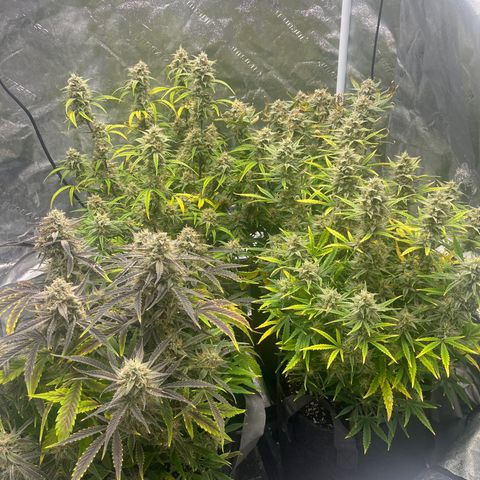 Double Grape #1 growlog timeline photo