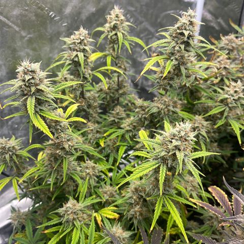 Double Grape #1 growlog timeline photo