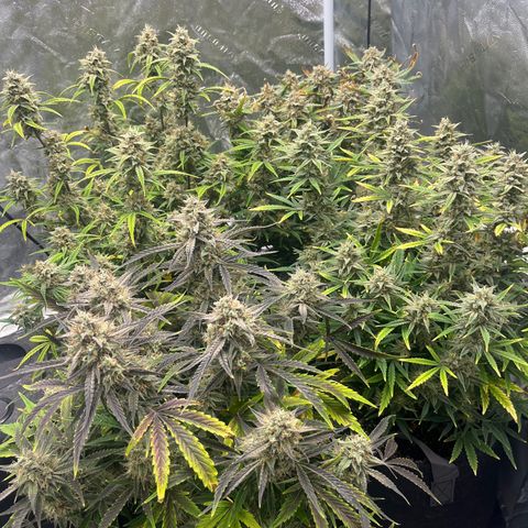 Double Grape #1 growlog timeline photo