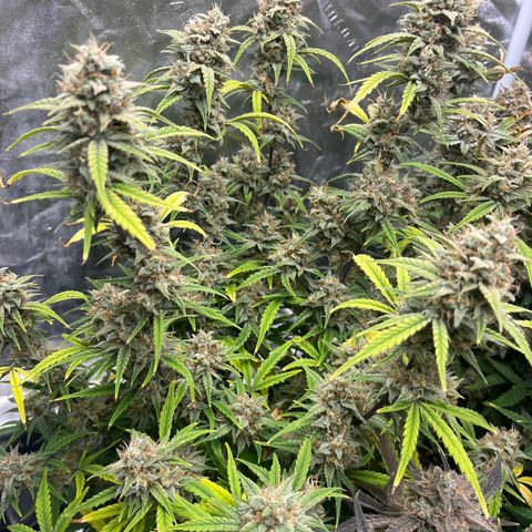 Double Grape #1 growlog timeline photo